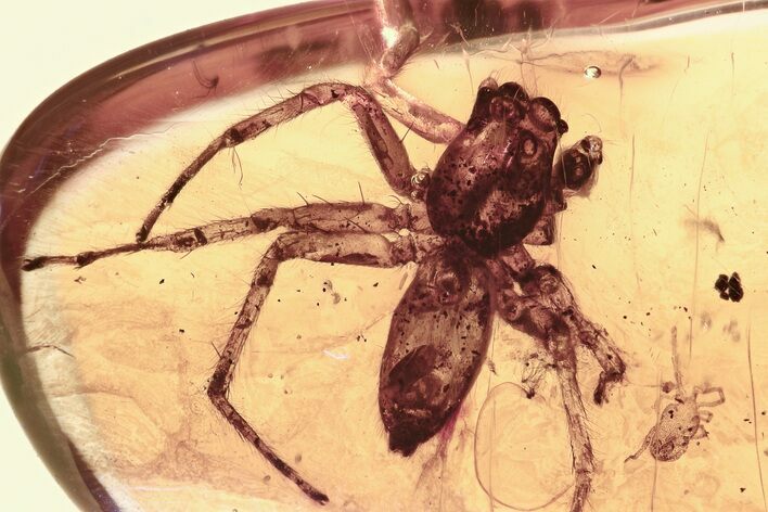 Detailed Fossil Jumping Spider (Salticidae) In Baltic Amber #307805